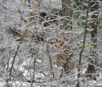 Biegówki na Zdrowiu – treningi narciarskie dla każdego