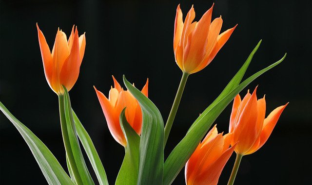 tulipany_1