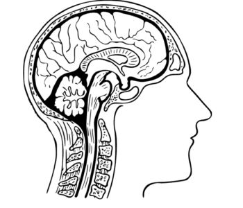 Mózg kolorowanka anatomia człowieka