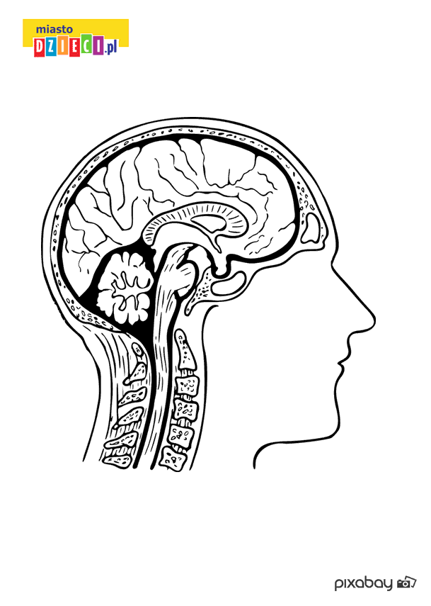 Mózg kolorowanka anatomia człowieka