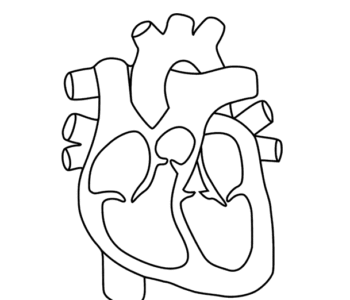 Kolorowanki anatomia człowieka serce