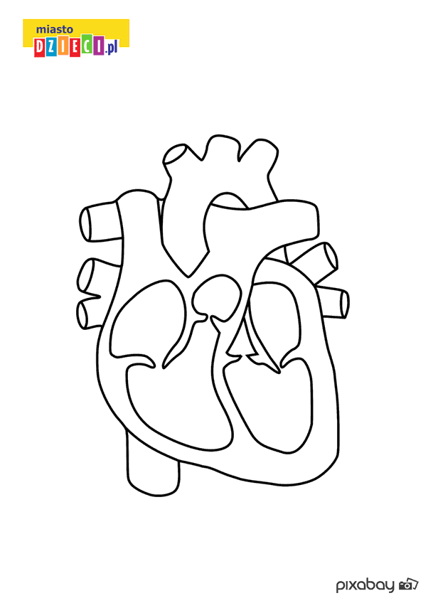 Kolorowanki anatomia człowieka serce