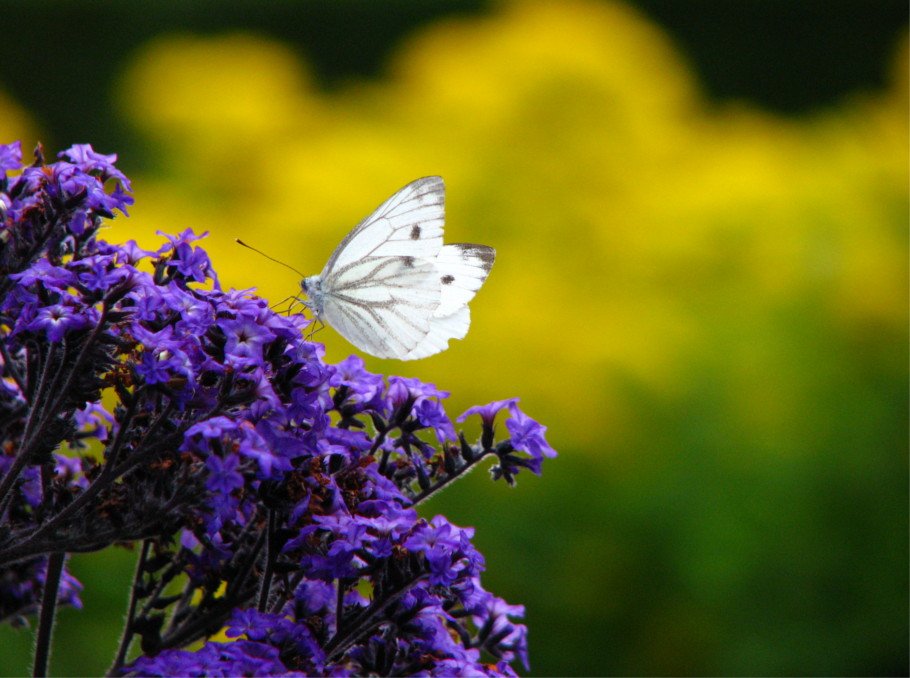 W poszukiwaniu motyli | wycieczka po parku wilanowskim