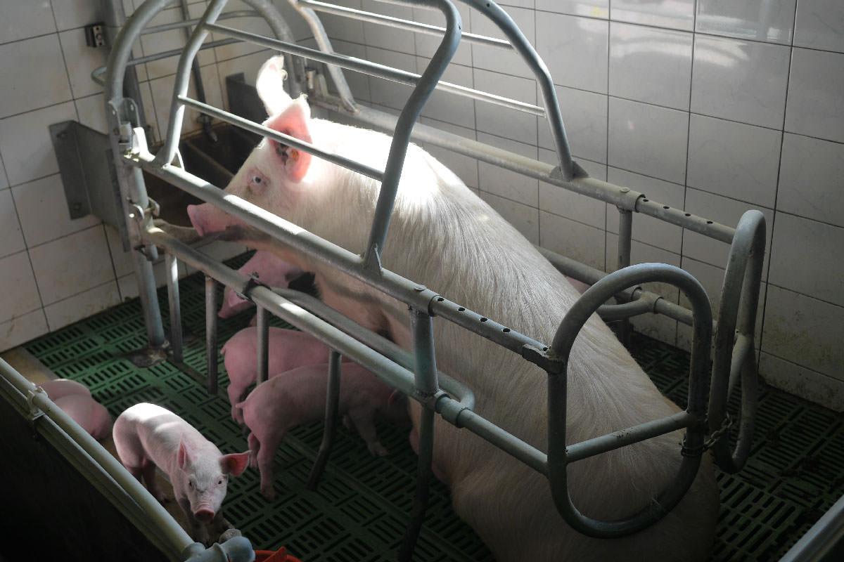 Kojce poporodowe dla świń w Polsce petycja przeciwko