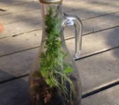 Jak zrobić ogródek w butelce