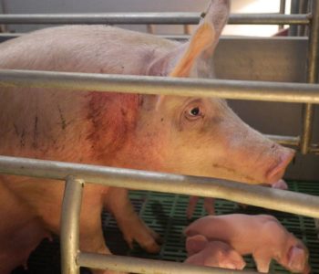 Świnie w kojcach porodowych petycja