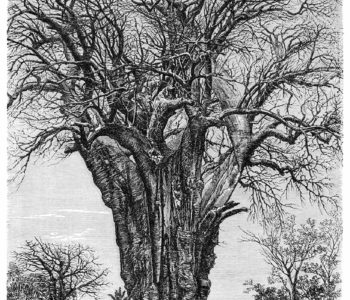 baobab-1200 półkolonie 2017 filozofia przyrody