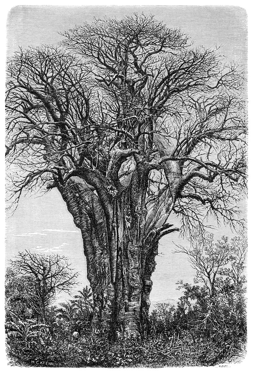baobab-1200 półkolonie 2017 filozofia przyrody
