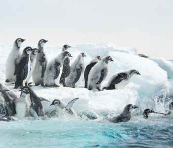 Marsz pingwinów – zaproszenia na pokaz przedpremierowy