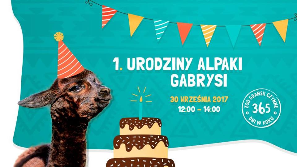 I Urodziny Gabrysi, alpaki z Małego ZOO