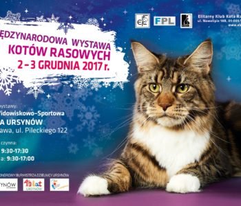Międzynarodowa Wystawa Kotów Rasowych w Warszawie