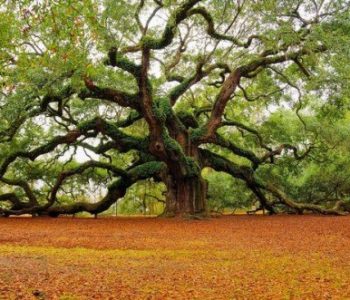 Opowieść o magicznym drzewie. Zaczarowane historie z Indii