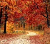 Idzie lasem Pani Jesień piosenka jesienna dla dzieci, tekst i melodia