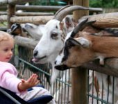 Miejsca ze zwierzętami we Wrocławiu atrakcje dla dzieci