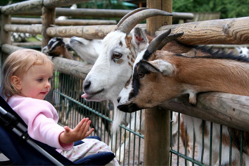 Miejsca ze zwierzętami we Wrocławiu atrakcje dla dzieci