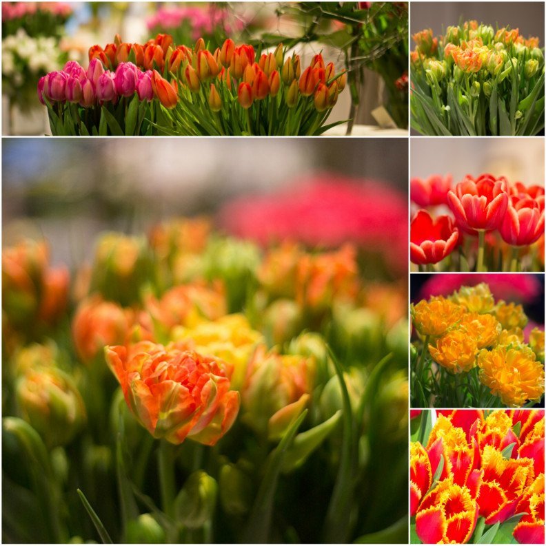X wystawa tulipanów w Wilanowie