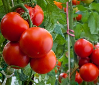 Uprawa pomidorów z dziećmi – wspólna zabawa i pożyteczna nauka