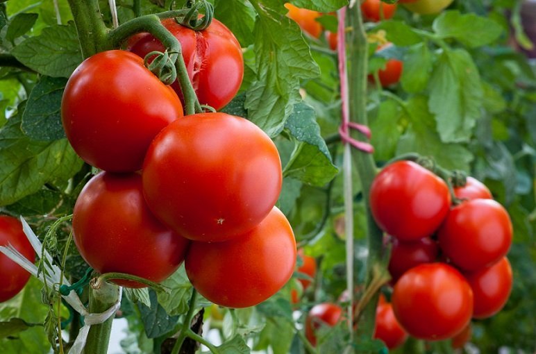 Uprawa pomidorów z dziećmi – wspólna zabawa i pożyteczna nauka