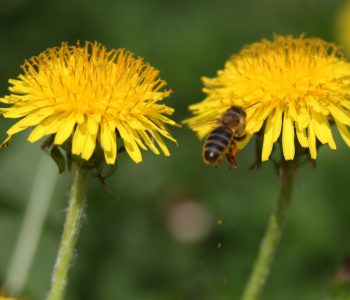 Każdy z nas może pomóc bzykającym przyjaciołom, czyli jak stworzyć przestrzeń przyjazną pszczołom