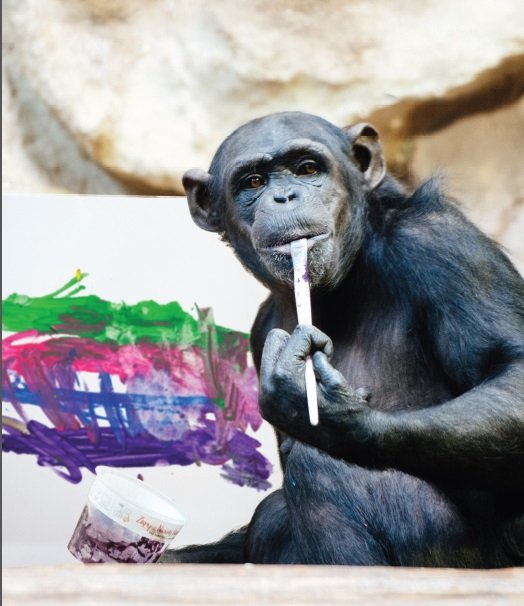 Szympansica Lucy - wystawa dzieł artystki w Muzeum Warszawskiej Pragi