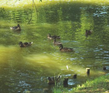 Czy kaczka lubi wodę? – ptaki środowisk wodnych – Wakacyjne Spotkania Rodzinne