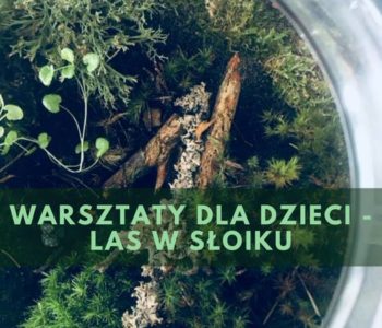 Las w parku - warsztat tworzenia lasów na Pikniku Krakowskim