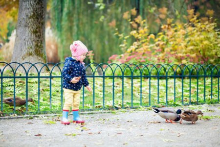 dziecko karmi kaczki w parku