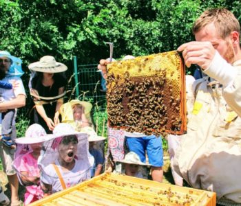 Pszczoły inspirują - warsztaty dla rodzin. Katowice