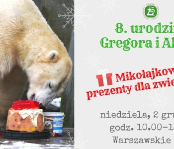 Urodziny niedźwiedzi polarnych i mikołajki u zwierzaków w ZOO