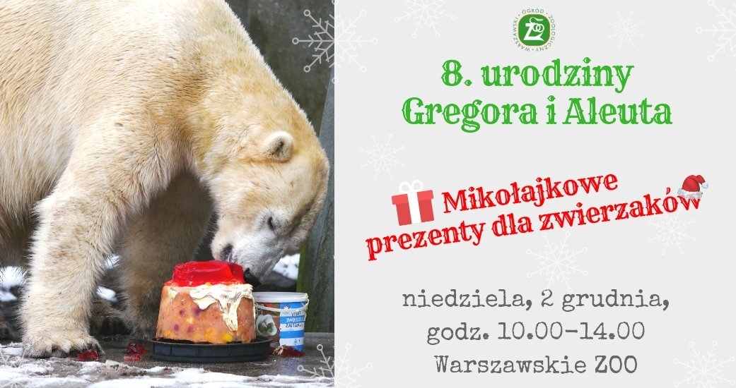 Urodziny niedźwiedzi polarnych i mikołajki u zwierzaków w ZOO