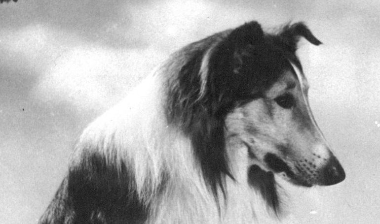 Filmoniada. Dyskusyjny Klub Filmowy: Lassie, wróć!