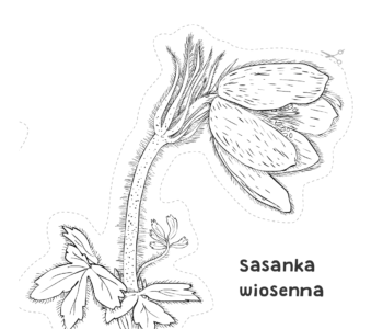 Sasanka wiosenna