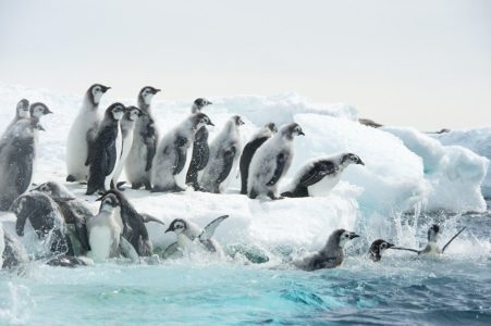 marsz pingwinow 2