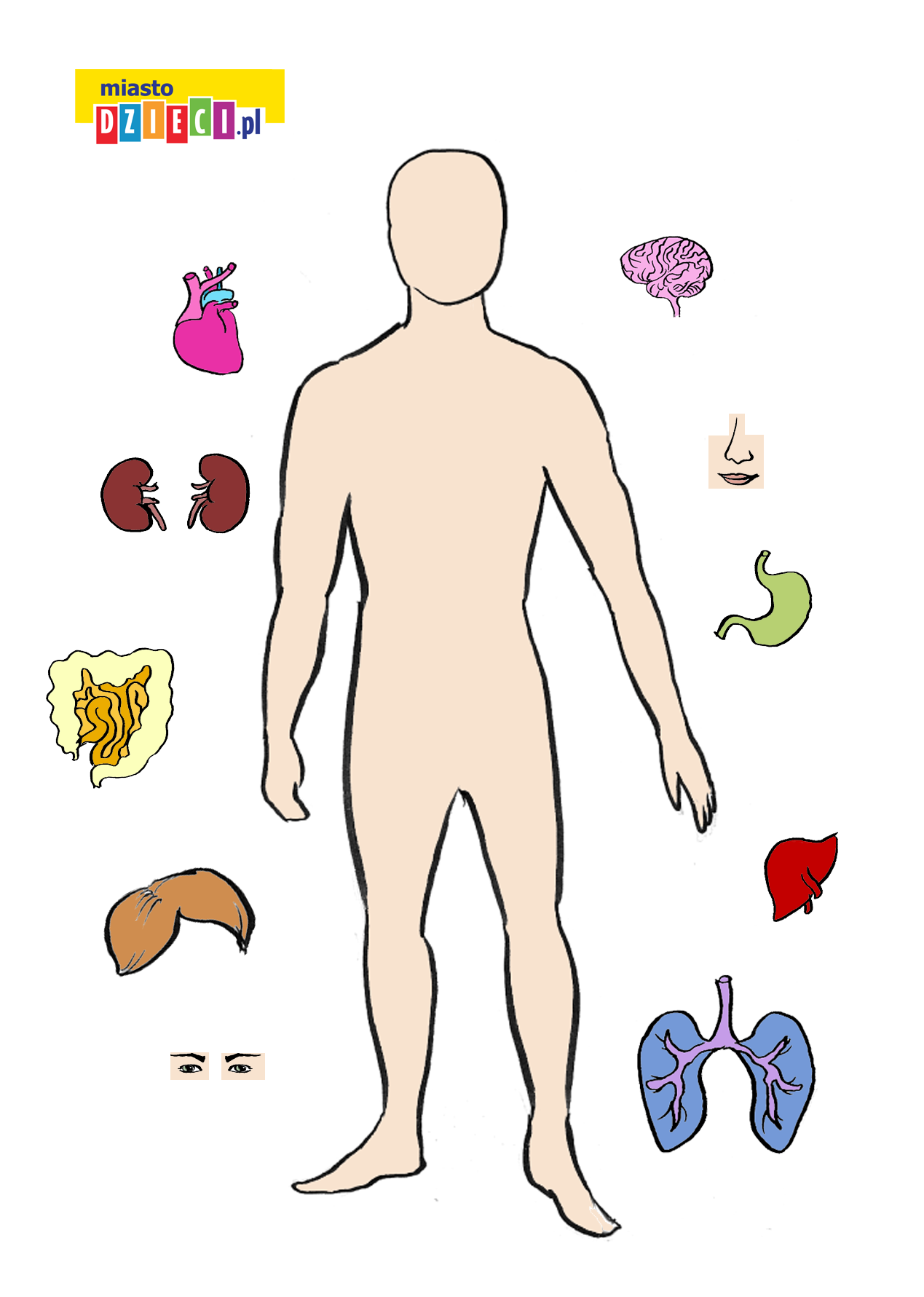 Anatomia Człowieka Dla Dzieci Do Druku Wycinanka-układanka – ciało mężczyzny z narządami wewnętrznymi.