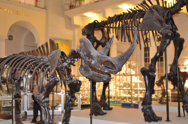 szkielety dinozaurów muzeum geologiczne