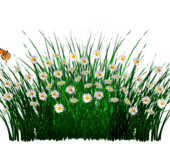 łąka pixabay kwiaty