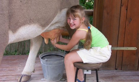 dziewczynka doi krowę