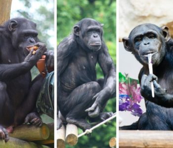 Szympansie urodziny Lizy, Mandy i Lucy