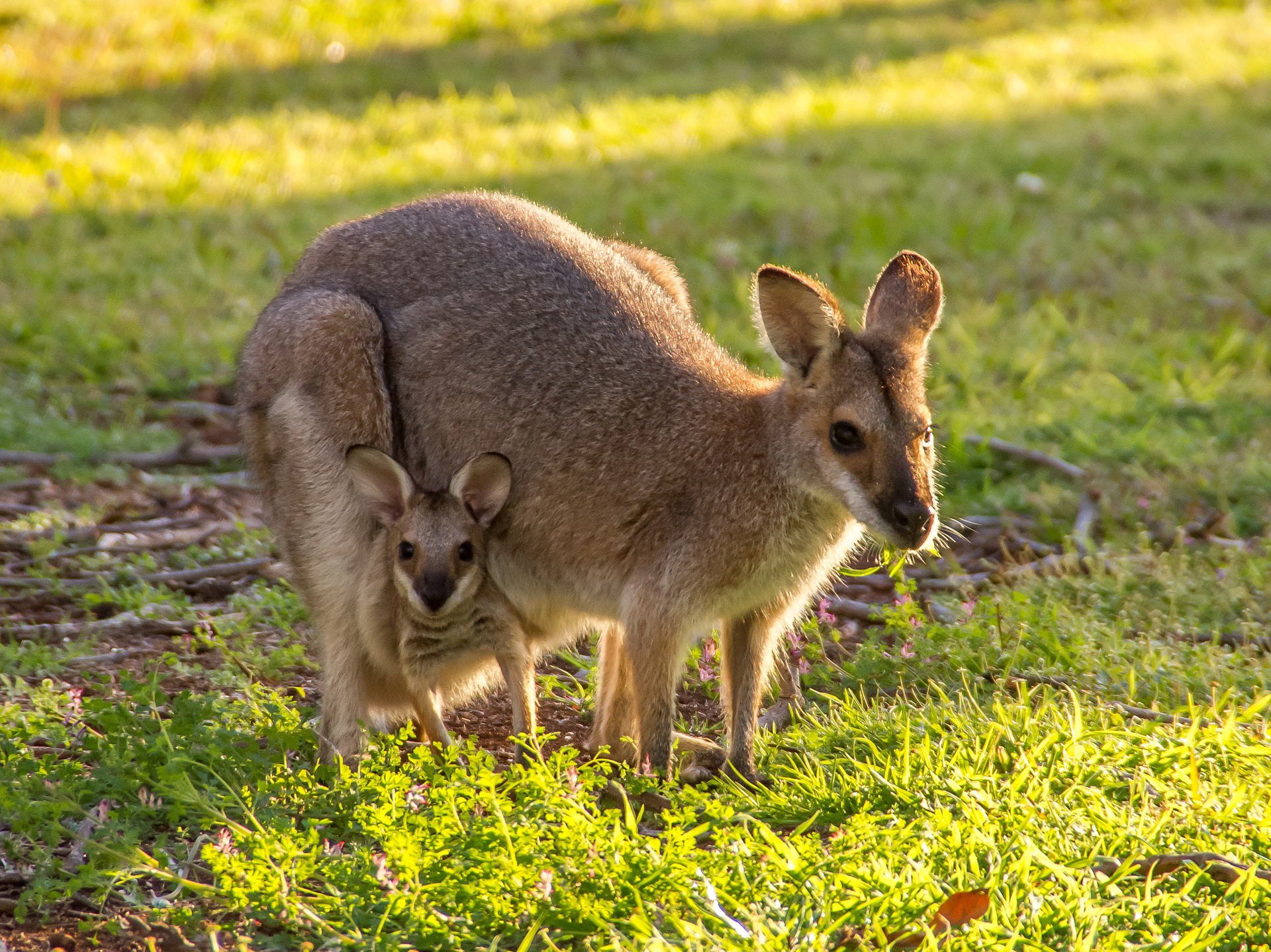 Zagadki dla dzieci o zwierzętach z odpowiedziami kangur