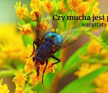 Czy mucha jest piękna? Warsztaty plastyczno-przyrodnicze dla dzieci