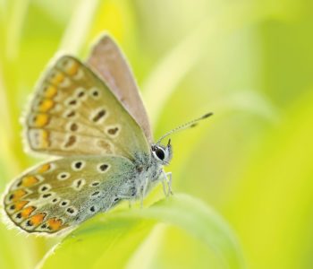 Zagroda motyli – wspólna akcja budowania oazy dla motyli