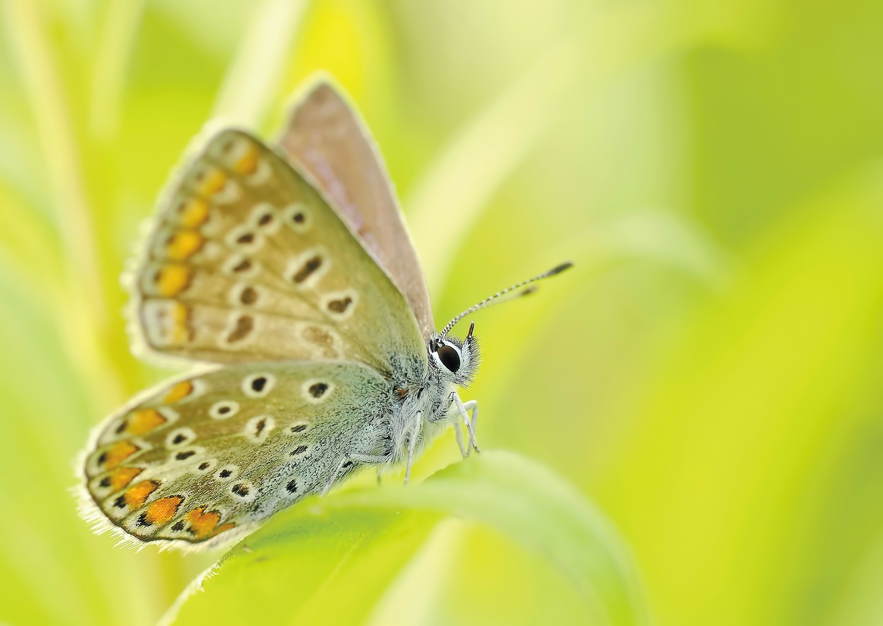Zagroda motyli – wspólna akcja budowania oazy dla motyli