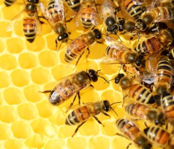 Dzień Pszczół. Projekcja filmu: Więcej niż miód