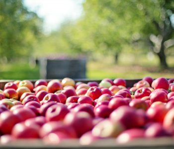 Smak zapomnianych jabłek – jarmark z jabłkiem w tle