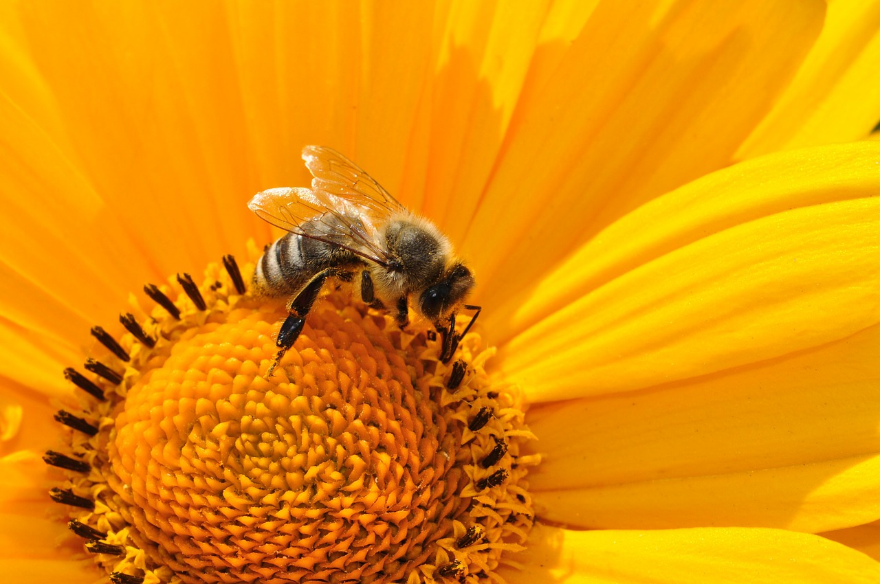 Praktyczne edukacyjne warsztaty pszczelarskie dla dzieci od lat 3