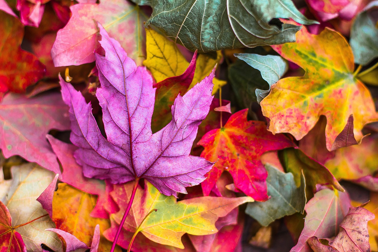 Mali Einsteini: Dlaczego jesienią liście zmieniają kolor?