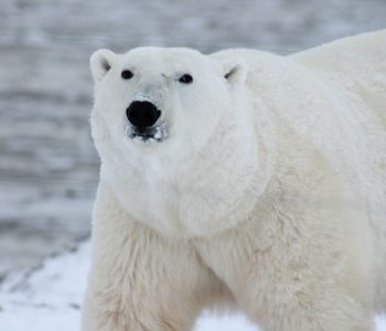 Leniwa niedziela: Polarne zwierzęta