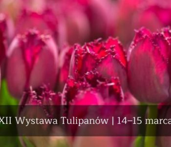 XII Wystawa Tulipanów – kiermasz, wykłady, warsztaty – odwołane