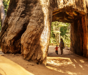 Zabierz dziecko z domu i  zwiedź piękne parki narodowe USA! Wirtualne spacery