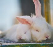 Quiz o królikach